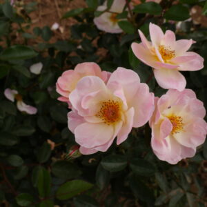 acheter des rosiers dans les Vosges