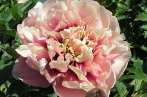 Pivoine paeonia itoh Caroline Constabel