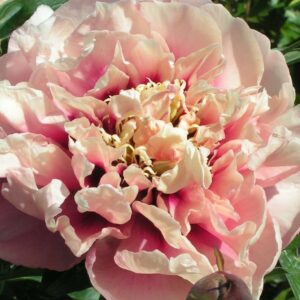 Pivoine paeonia itoh Caroline Constabel