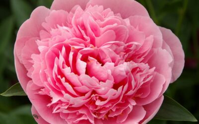 Découvrez notre pivoine Itoh, cultivée au coeur des Vosges !