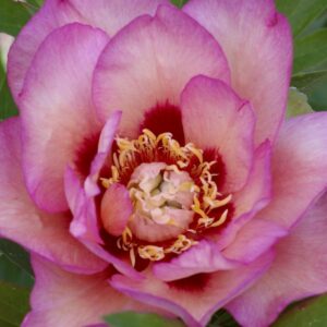 Pivoine itoh Pastel Splendor