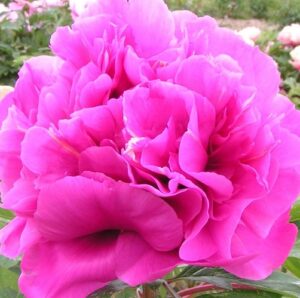 Pivoine itoh Belle toulousaine