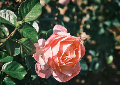 vente de rosiers dans les Vosges