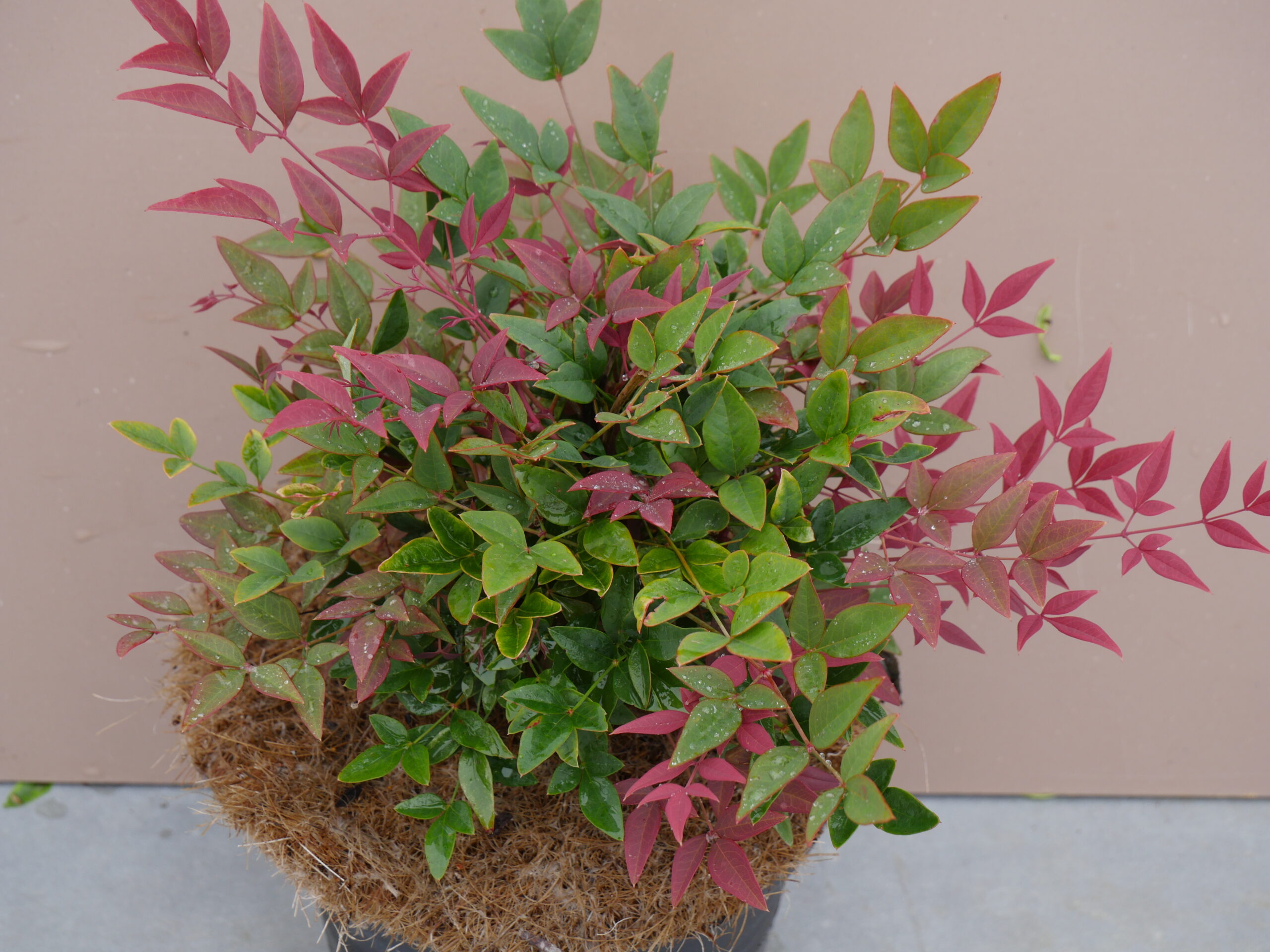 nandina